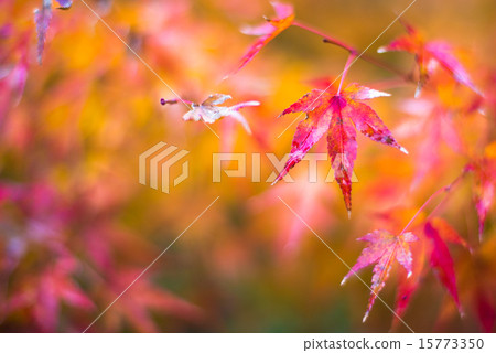 autumn leaves, very shallow focus 15773350