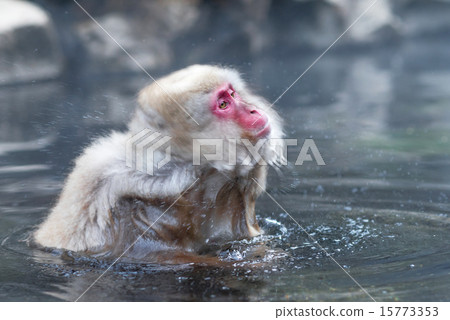 Snow monkey in hot spring onsen 15773353