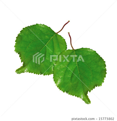 two fresh green leafs isolated 15773802