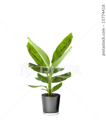 Ornamental Plants over white background 15774418