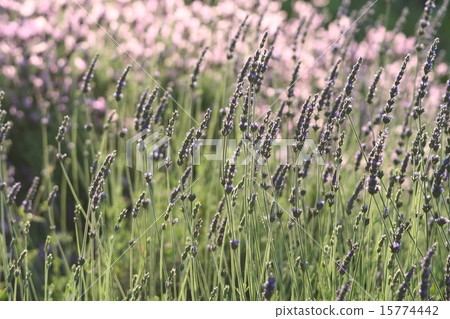 Suite lavender Suite lavender 15774442