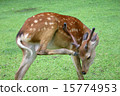 Scratching deer Scratching deer 15774953