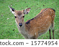 Deer in Nara Park Deer in Nara Park 15774954