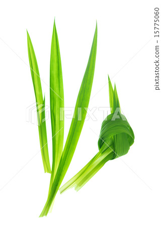 Fragrant Pandan leaves 15775060
