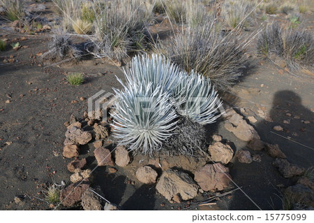 Alpine plant 15775099