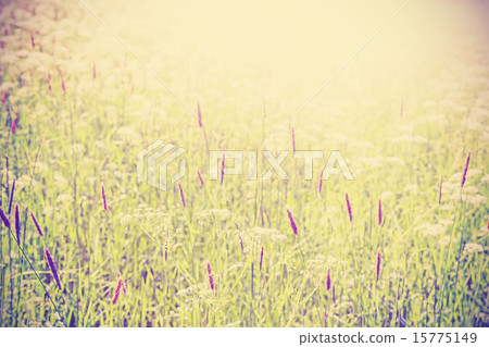 Abstract blurred nature background. 15775149
