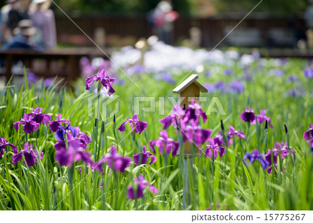 Iris 1 15775267