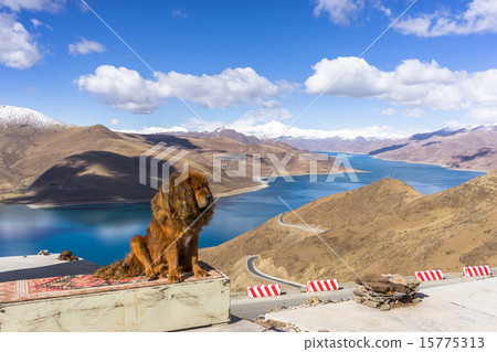 Tibetan Yamdok Lake (Yamdrok Lake) and Tibetan Mastiff 15775313
