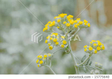 Curry plant 15775640