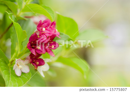 Deutzia gracilis Deutzia gracilis 15775807