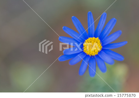 藍色雛菊 15775870