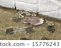 Mother-duck duck of Kamogawa 15776243