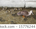 Mother-duck duck of Kamogawa 15776244