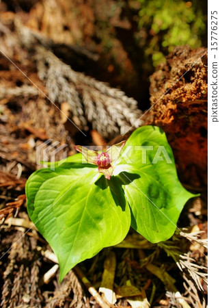恩里克湯 恩里克湯 15776275