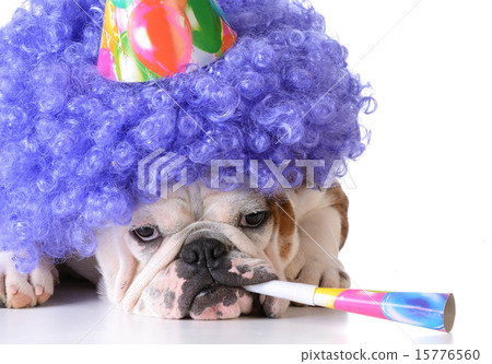 birthday dog birthday dog 15776560