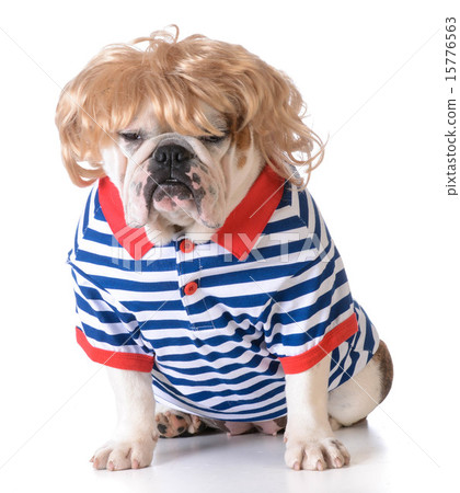 humanized dog 15776563