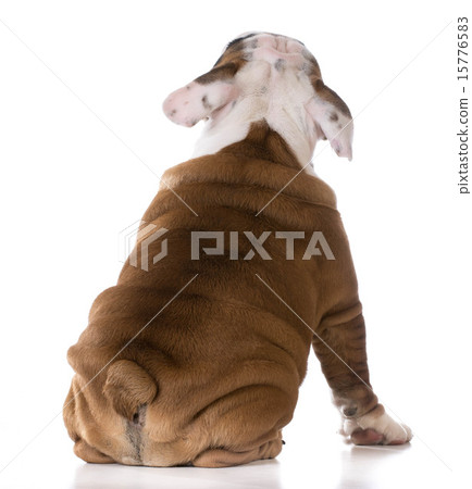 cute puppy cute puppy 15776583