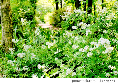 野薔薇 15776774