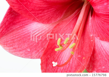 Red amaryllis 15776798