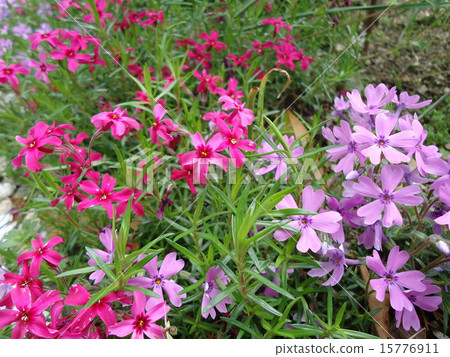 Shibazakura of different colors Shibazakura of different colors 15776911