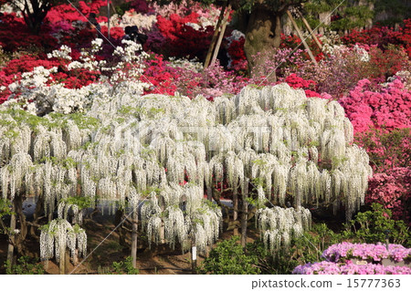 2015年足利花卉公園 2015年足利花卉公園 15777363