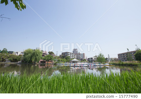 Shakujii公園,船和水仙花 Shakujii公園,船和水仙花 15777490