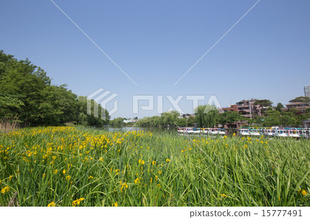 Shakujii Park, boat and daffodil 15777491