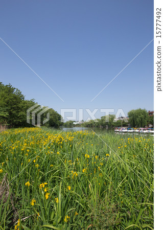 Shakujii Park, boat and daffodil 15777492