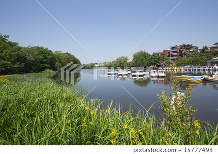 Shakujii Park, boat and daffodil 15777493