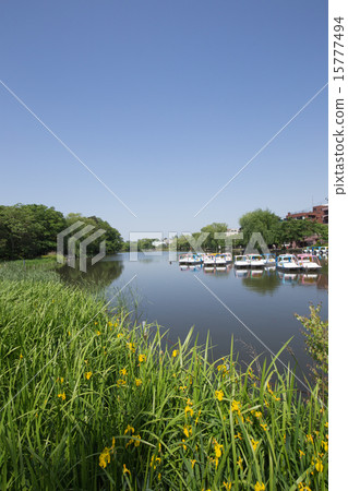 Shakujii Park, boat and daffodil 15777494