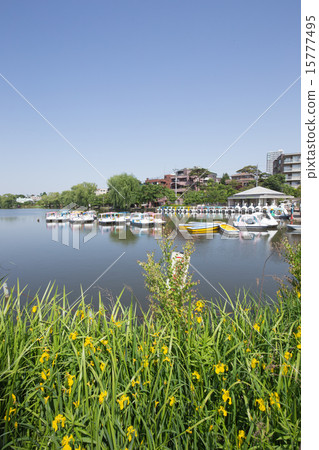 Shakujii公園，船和水仙花 15777495