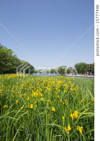 Shakujii公園，船和水仙花 15777496