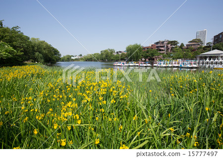 Shakujii公園,船和水仙花 Shakujii公園,船和水仙花 15777497