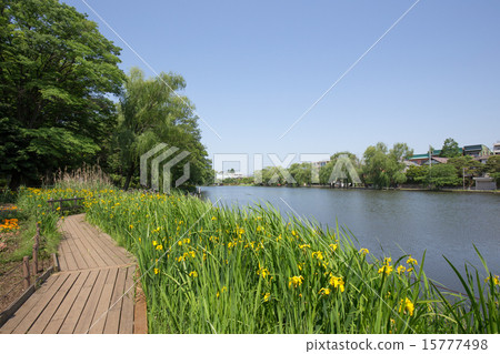 Shakujii公園，船和水仙花 15777498