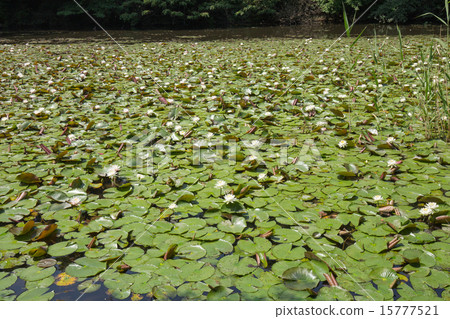 Water lily 15777521