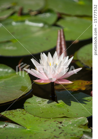 Water lily 15777532