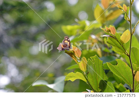 任期蝴蝶(天狗蝴蝶) 任期蝴蝶(天狗蝴蝶) 15777575