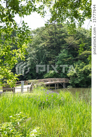 Shakujii Park 15777644