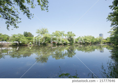 Shakujii公園 15777646