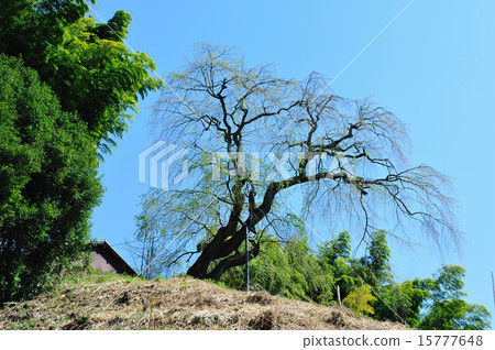 客家櫻花 15777648