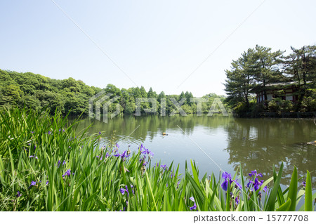 Shakujii公園和水仙花的池塘 15777708