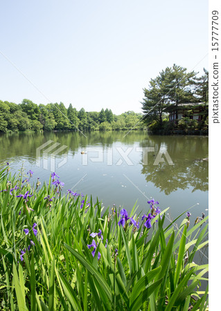 Shakujii公園和水仙花的池塘 15777709
