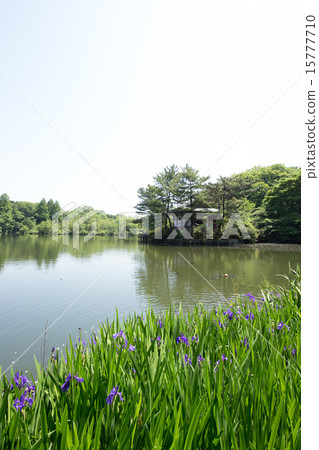 Shakujii公園和水仙花的池塘 15777710