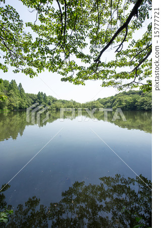 Pond of Shakujii Park 15777721