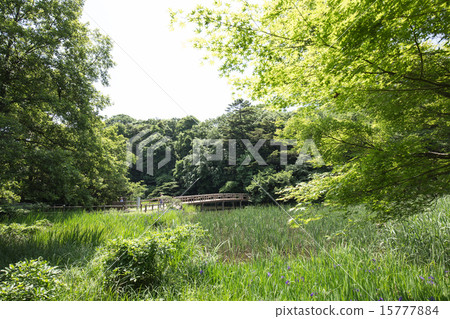 Pond and bridge of Shakujii Park 15777884