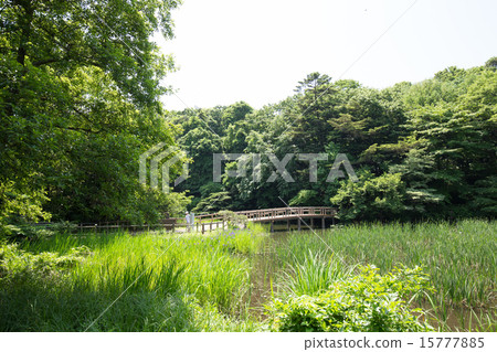 Pond and bridge of Shakujii Park 15777885