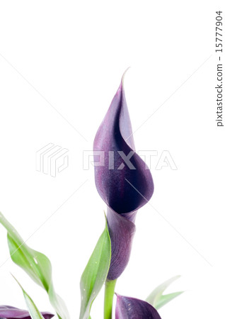 Wine black color Wine black color 15777904