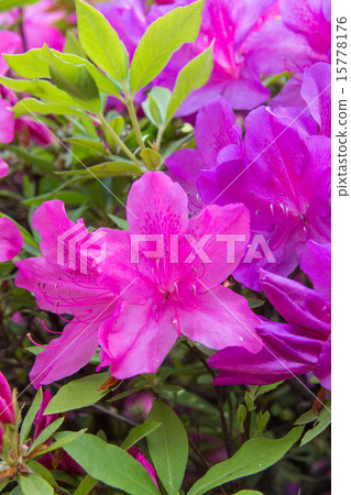 Azalea flower Azalea flower 15778176