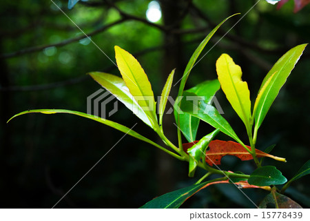 Yanbaru的森林·植物幼葉 Yanbaru的森林·植物幼葉 15778439