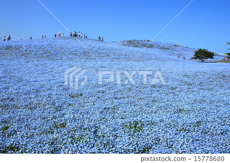 日立海濱公園的Nemophila 日立海濱公園的Nemophila 15778680